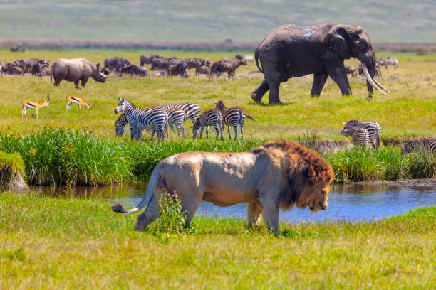 Big Five wildlife — Ngorongoro Crater floor