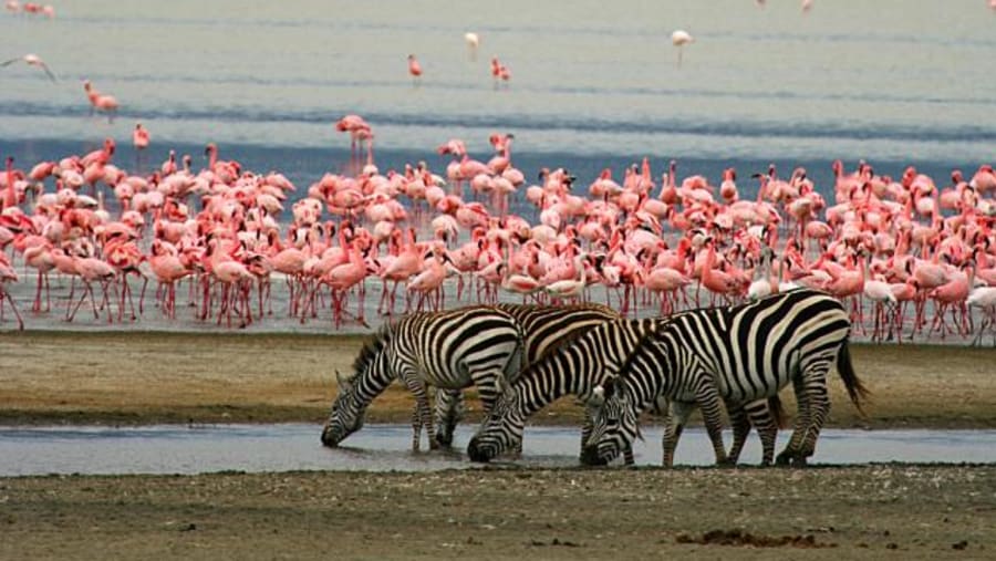 Zebras and flamingos at lake shore